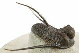 Long-Spined Cyphaspis Trilobite - Foum Zguid, Morocco #311665-1
